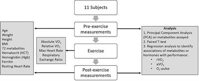 Branched-Chain Amino Acid Catabolism and Cardiopulmonary Function Following Acute Maximal Exercise Testing in Adolescents
